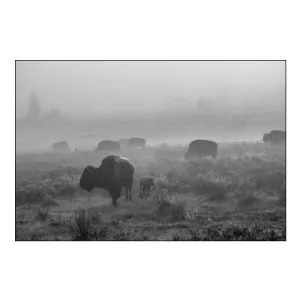Bison in the Fog, Swan Lake Flat, Yellowstone National Park