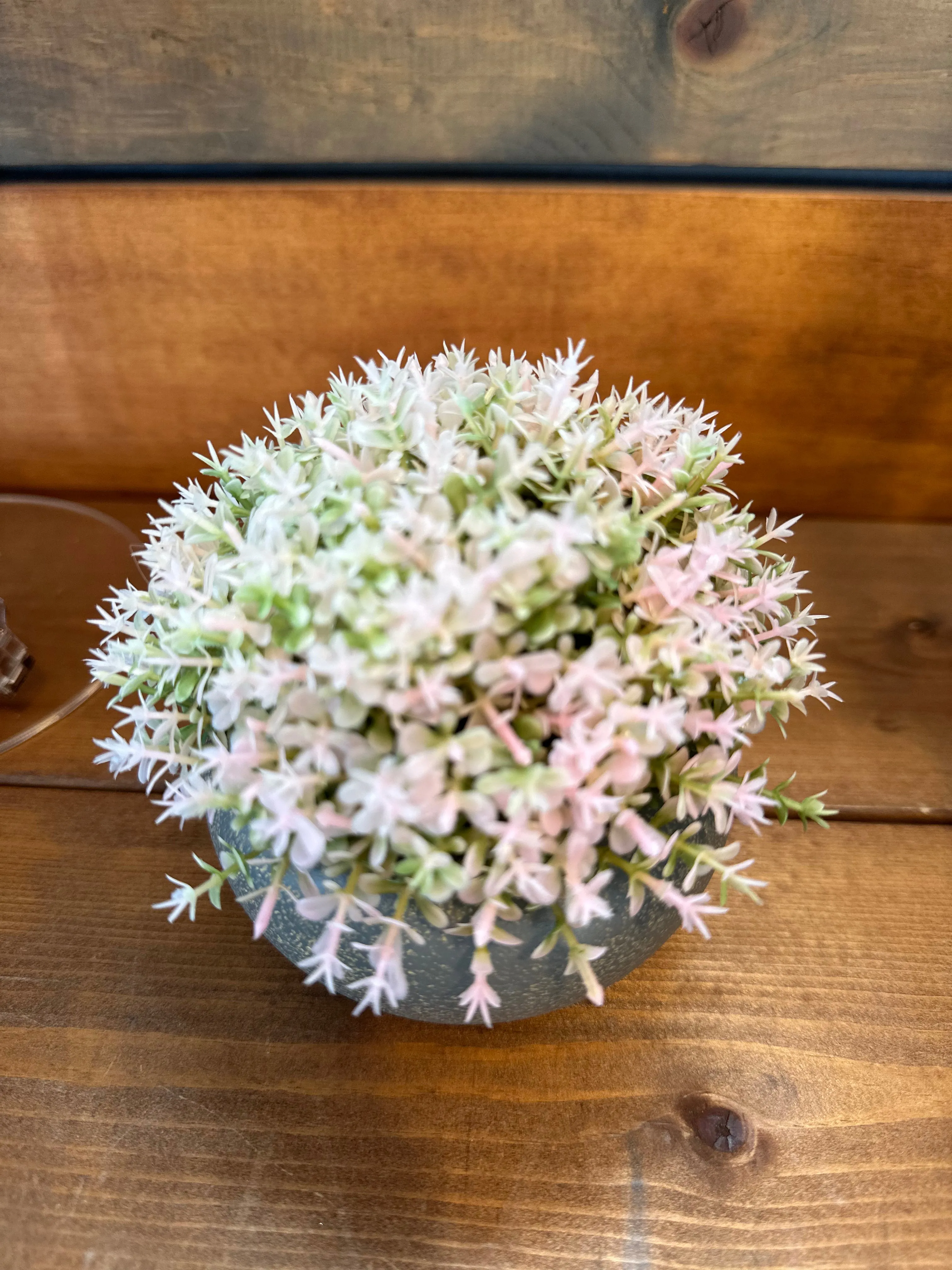 Pink Boxwood in Ceramic Pot