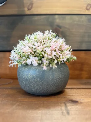Pink Boxwood in Ceramic Pot